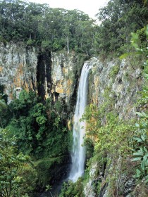Gondwana Rainforests of Australia - Accommodation Georgetown