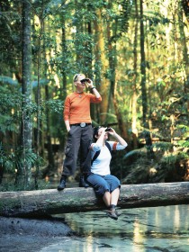 Birdwatching on the Fraser Coast - Accommodation Georgetown