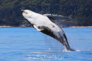 Whale Watching Jervis Bay - Accommodation Georgetown